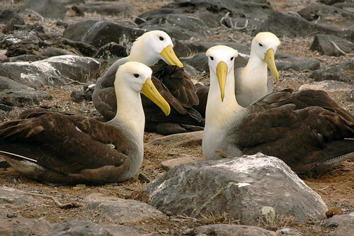 Albatros de las galápagos: reproducción