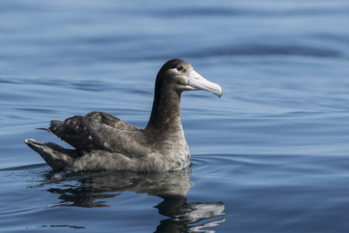Albatros de Steller