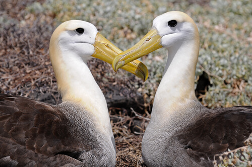 Albatros de las galápagos: cómo es y cuáles son sus costumbres