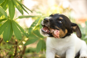 Peligro de alimentar a un perro con pollo crudo