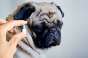 ¿Es bueno dar antibióticos a tu mascota?