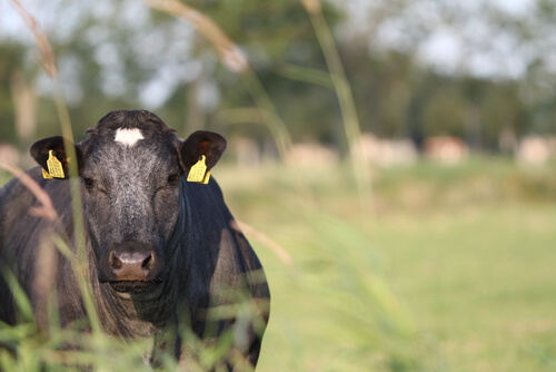 Antiparasitarios para bovinos: aplicación externa