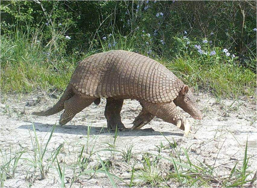 Armadillo gigante: características