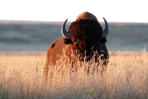 Ataques de bisontes a personas