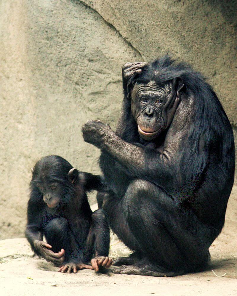 Bonobo: características