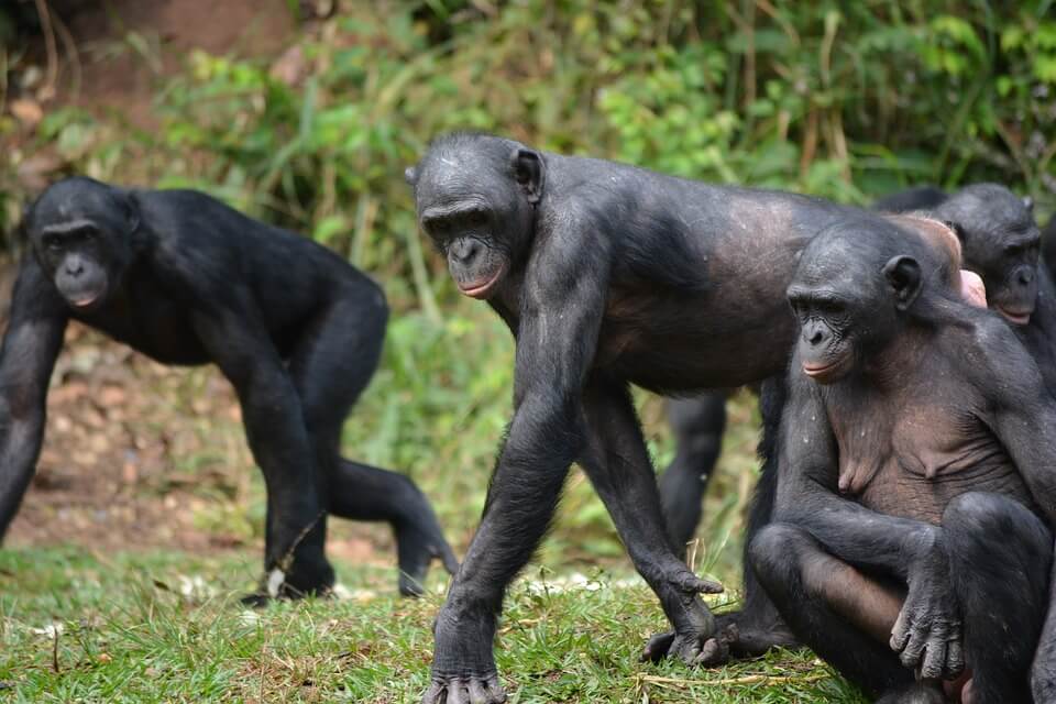 Bonobo: comportamiento