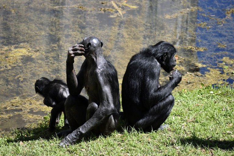 Bonobo, un gran mono con una voz 'diminuta'
