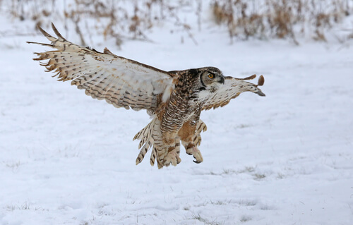 Bubo virginianus: hábitat