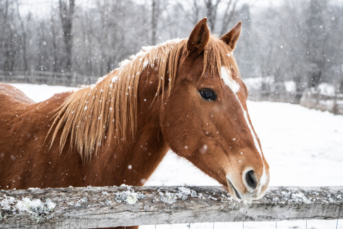 Cuidar tu caballo en invierno