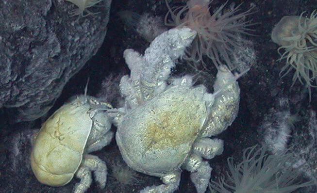 Cangrejo yeti: curiosidades