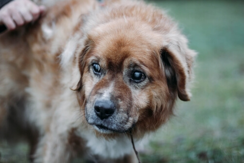 Síntomas y tratamientos de cataratas en perros