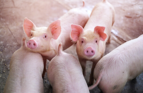 Causas de la balantidiosis en cerdos