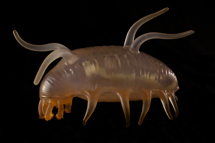 Cerdo de mar: características