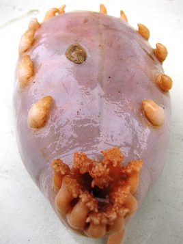 Cerdo marino: alimentación