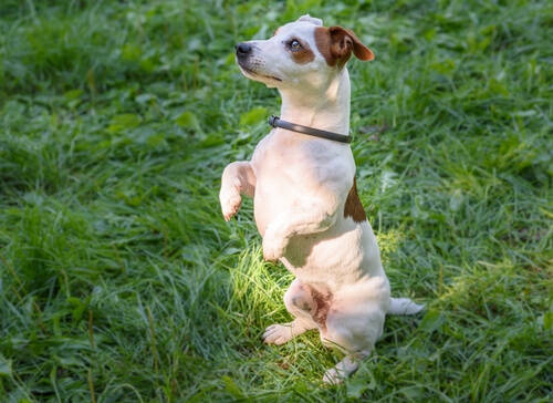 Collar antiparasitario Taberdog
