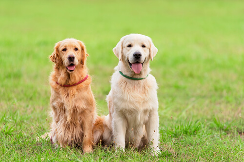 Collares antiparasitarios para perros: Scalibor