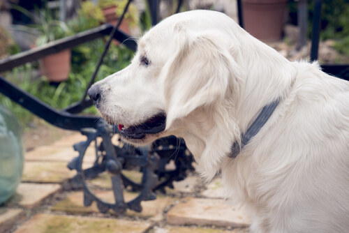 Collares antiparasitarios para perros: los mejores del mercado