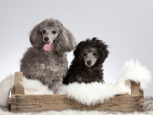 El color del pelo del perro, indicativo de enfermedades