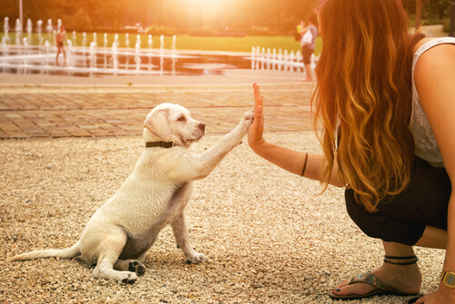 Comportamiento de los perros