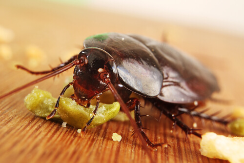 Cucaracha: comida