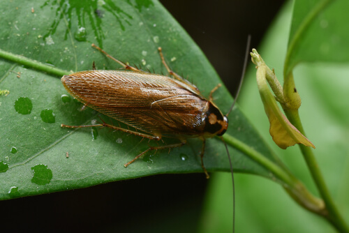 Een kakkerlak op een blad