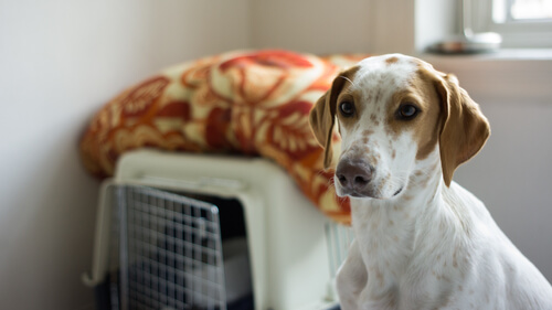 8 tips para cuidar de una mascota con seguridad