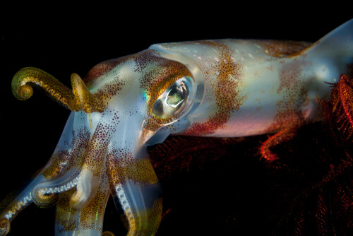 A cuttlefish.