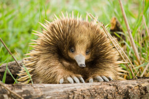 Datos interesantes del echidna