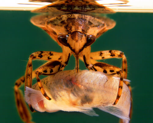El chinche de agua Belostoma flumineum