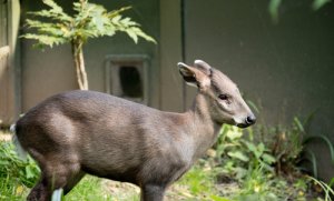 Conoce al ciervo de copete