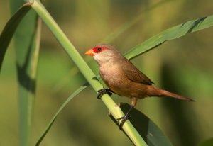 Pico de coral: cómo es y cuáles son sus cuidados