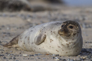 Características de la foca común