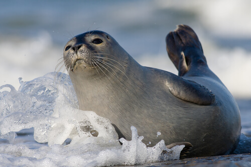 Foca de puerto