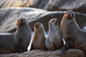Características de la foca moteada