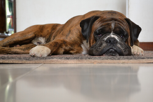 Gastritis en perros: síntomas