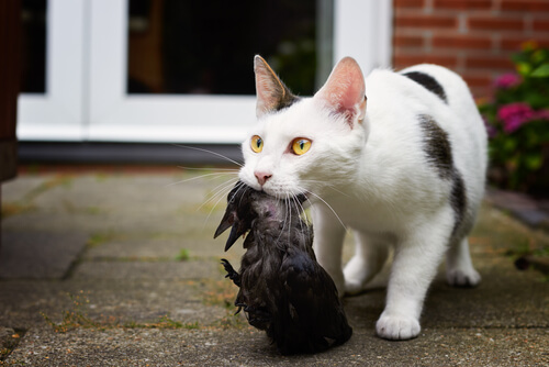 Gato caza pájaro