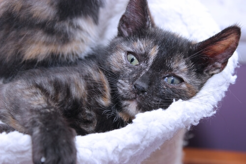 Gatos carey: hembras