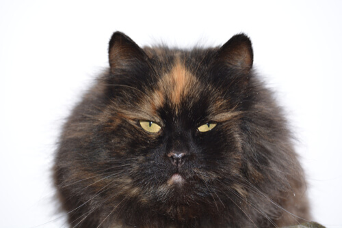 Gatos carey: leyenda