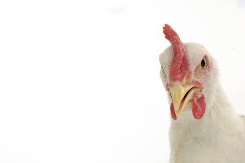 Gripe del pollo