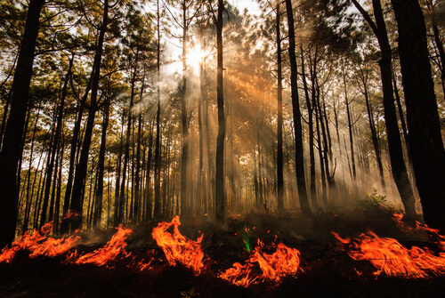 Incendios forestales: causas