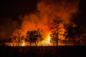 Cómo afectan los incendios forestales a la fauna y flora
