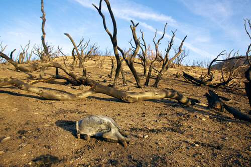 Incendios forestales: efectos