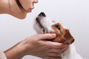 La infección por Campylobacter presente en perros