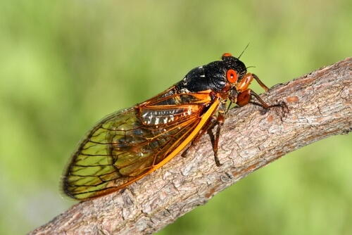 las cigarras