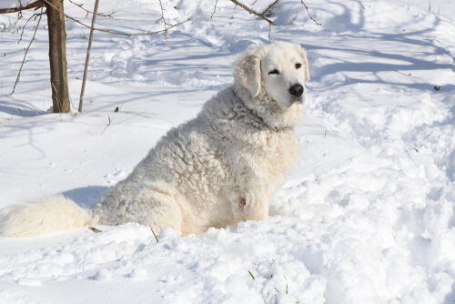 Kuvasz, un des chiens qui résistent le mieux au froid.