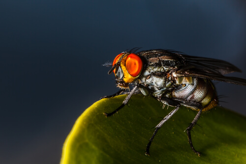 La mosca Dermatobia hominis