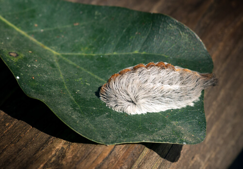 La polilla peluche (Megalopyge opercularis)