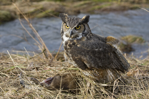 Lechuzón orejudo: alimentación