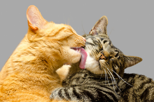 Lengua áspera de los gatos