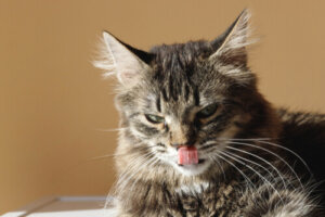 La lengua de los gatos y su aseo